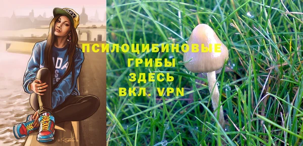 прущие грибы Армянск